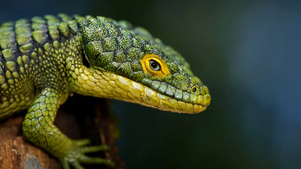 Reptiles · Lizards