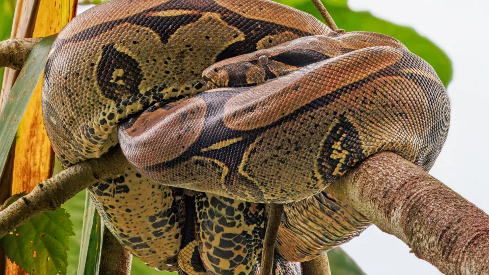 Reptiles · Snakes